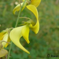 Crotalaria laburnifolia L.